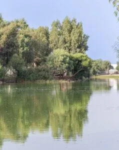 Specchio d'acqua con alberi verdi rigogliosi e riflessi sulla superficie calma in un ambiente naturale.