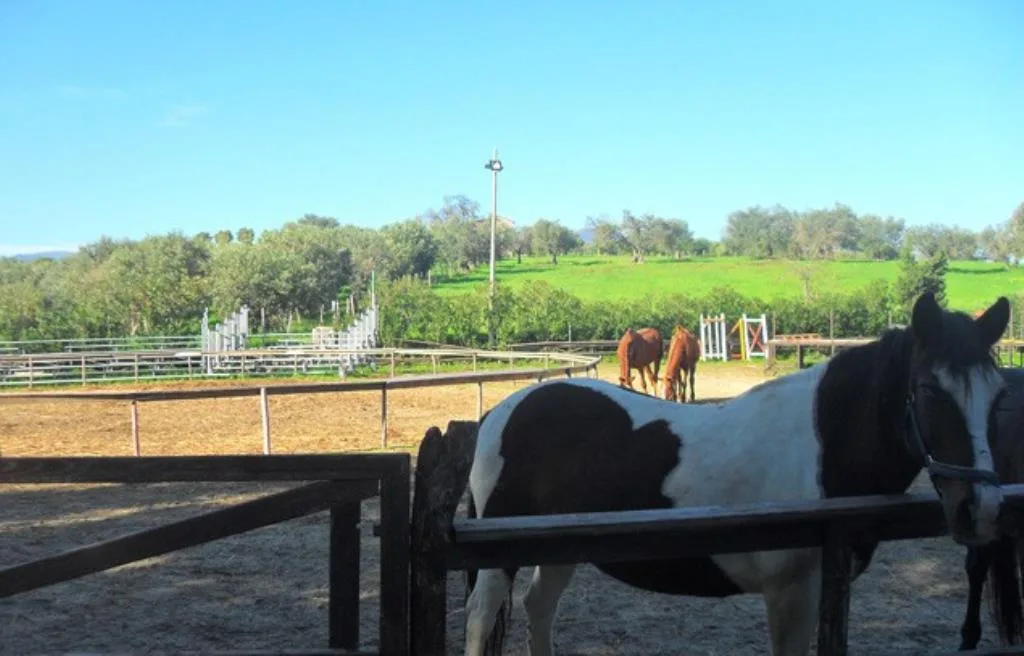 Maneggio con cavalli e recinti in campagna con colline verdi sullo sfondo